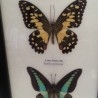 Mariposas disecadas en vitrina. 3 ejemplares diferentes e identificados.