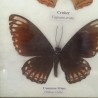 Mariposas disecadas en vitrina. 2 cuadros acristalados. 4 ejemplares.