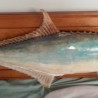  palometa disecada. 77 cm largo. De cuerpo entero. Enorme pez del Mediterráneo. Enmarcada.