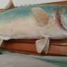 palometa disecada. 77 cm largo. De cuerpo entero. Enorme pez del Mediterráneo. Enmarcada.