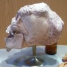 Cráneo de hombre elefante. Réplica. Tamaño natural. Muy detallado. Artista belga.