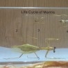 Mantis religiosa. Ciclo de vida completo. En placa de resina transparente. Original. Educativa.