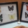 Mariposas disecadas en vitrinas. Dos cuadros acristalados. 6 ejemplares identificados.