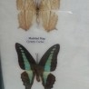 Mariposas disecadas en vitrinas. Dos cuadros acristalados. 6 ejemplares identificados.