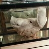 Cerdo. Cabeza completa de gran Cerdo. Conservado en acuario de vidrio con formol. Gabinete Curiosidades.