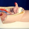 Modelo anatómico de la pelvis femenina. Desmontable.