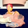 Modelo anatómico de la pelvis femenina. Desmontable.