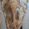 Cráneo de reptil. Fabricado en resina.