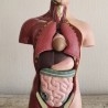 Modelo anatómico de torso. Completo y desmontable. USO DIDÁCTICO. 50 cm de alto.