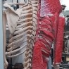 Esqueletos - Momificados