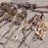 Esqueletos - Momificados