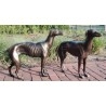 galgos-hierro